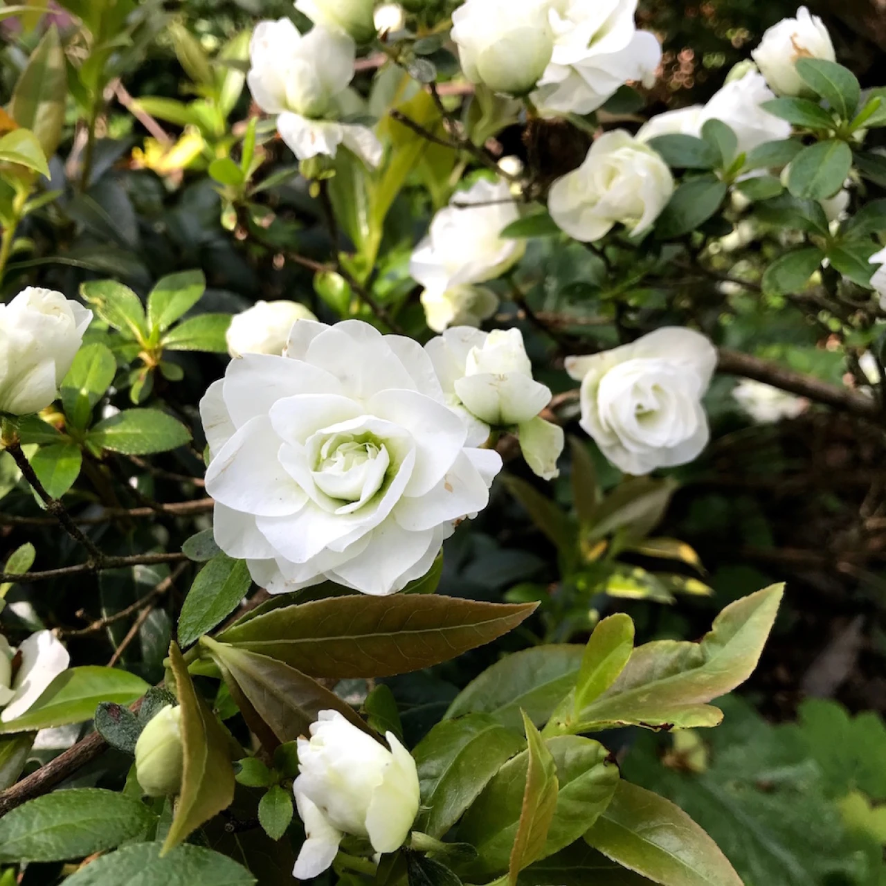 Azalea Bridal Bouquet